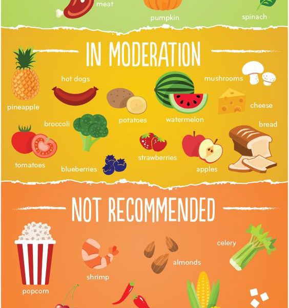 What Dogs Can / Can't Eat Infographic - Best Infographics