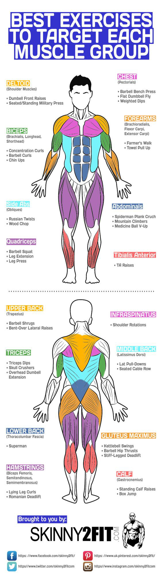 Best Exercises To Target Each Muscle Group Infographic Best