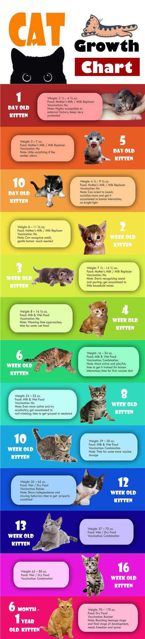 Cat Growth Chart [infographic] Best Infographics