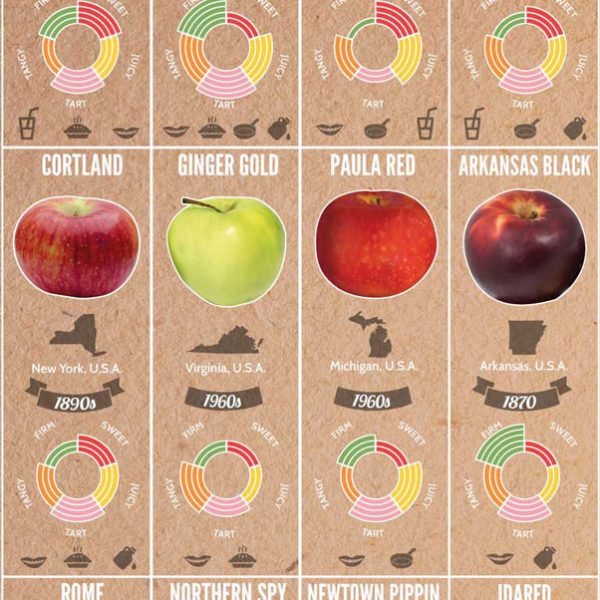 All About Apples Infographic Best Infographics