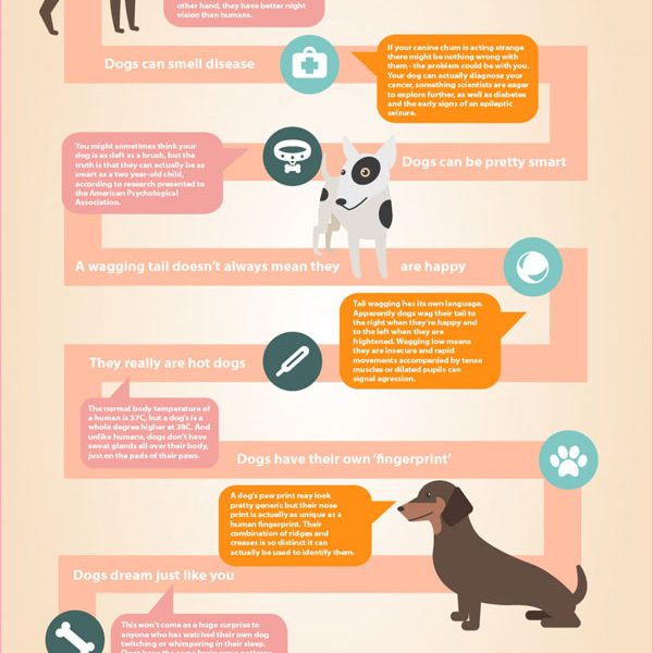 Funny Facts About Dogs {Infographic} - Best Infographics