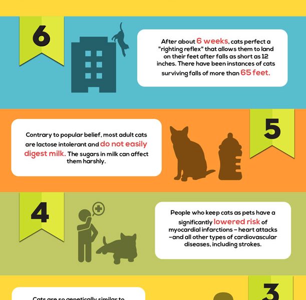 10 Fun Cat Facts You Must Know {Infographic} - Best Infographics