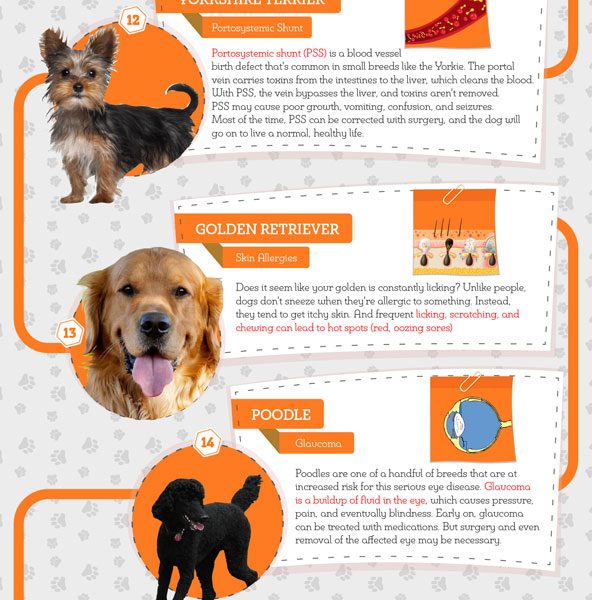 25 Most Popular Dog Breeds & Their Health Problems {Infographic} - Best ...