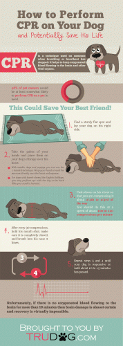 How to Perform CPR on Your Dog {Infographic} - Best Infographics