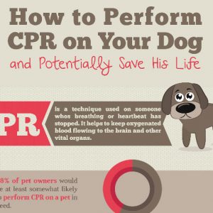 The Ultimate CPR Guide {Infographic} - Best Infographics