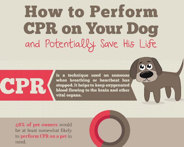 How to Perform CPR on Your Dog {Infographic} - Best Infographics