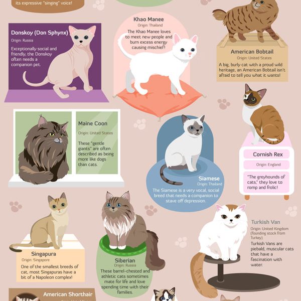 guide-for-cat-breeds-infographic-best-infographics