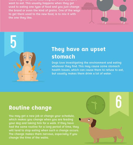 10 Reasons Why Your Dog Won’t Eat {Infographic} - Best Infographics