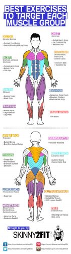 Best Exercises To Target Each Muscle Group {Infographic} - Best ...