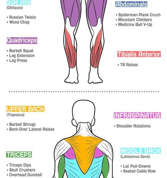 Best Exercises To Target Each Muscle Group {infographic} - Best 