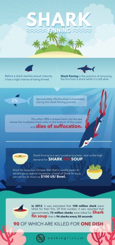 Facts Behind Shark Finning [infographic] - Best Infographics