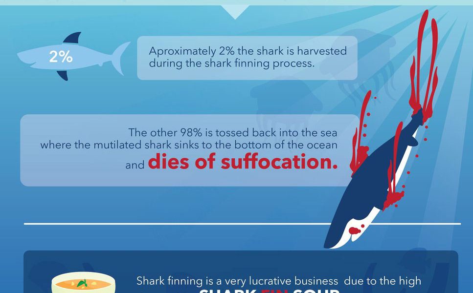 Shark Finning - The Facts Behind The Cruelty #Infographic - Visualistan