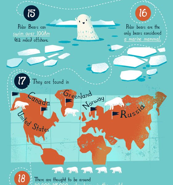 36 Amazing Facts About Polar Bears Best Infographics