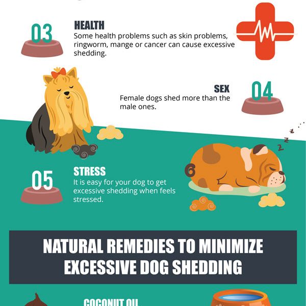 How to Minimize Dog Shedding [Infographic] - Best Infographics