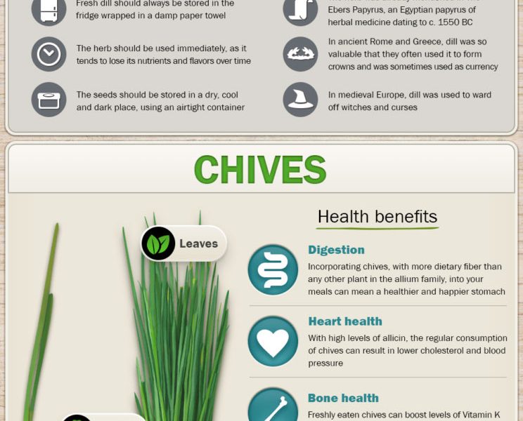 The Health Benefits Of Herbs [infographic] Best Infographics