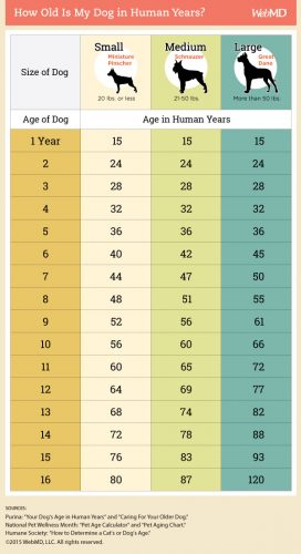 Your Dog's Age In Human Years [Visual] - Best Infographics