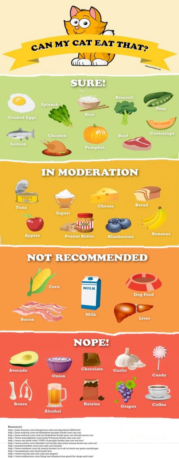 Can My Cat Eat That? [Infographic] Best Infographics