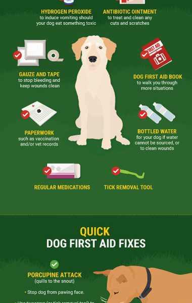 Camping with Your Dog Tips [Infographic] - Best Infographics