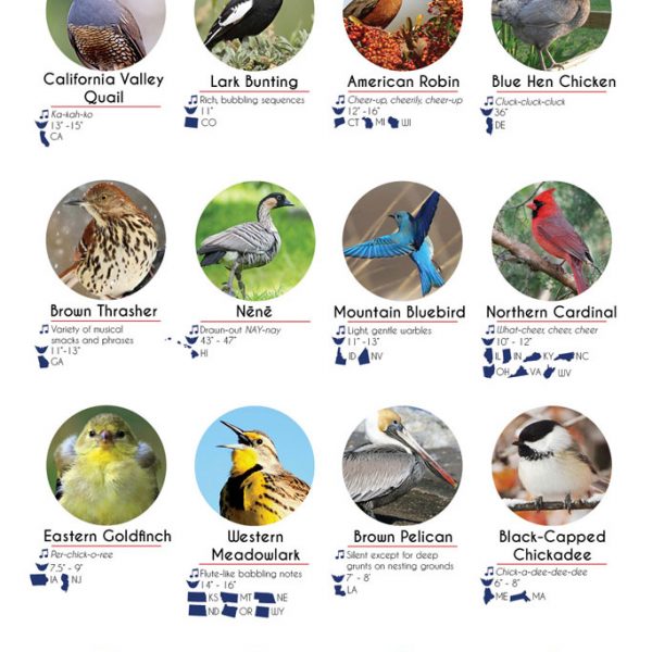 How Birds Got Their Names [Infographic] - Best Infographics