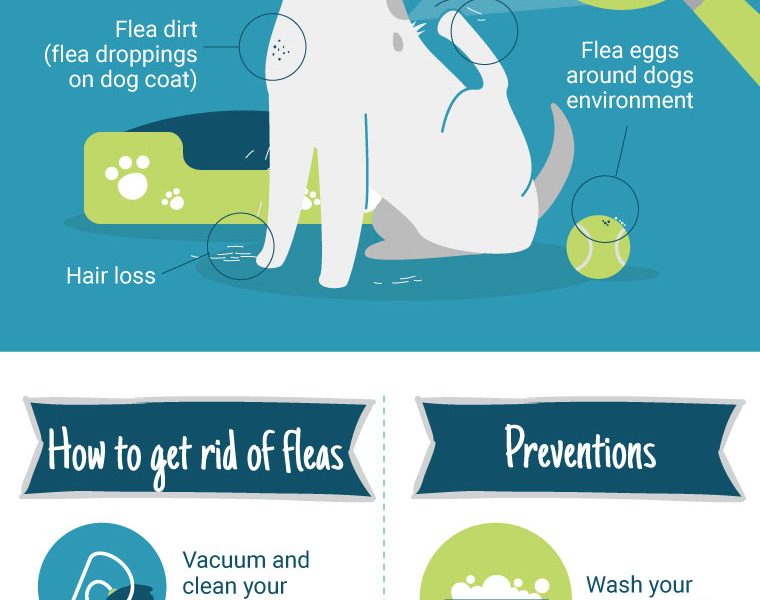 How To Naturally Get Rid Of Dog Fleas - Best Infographics