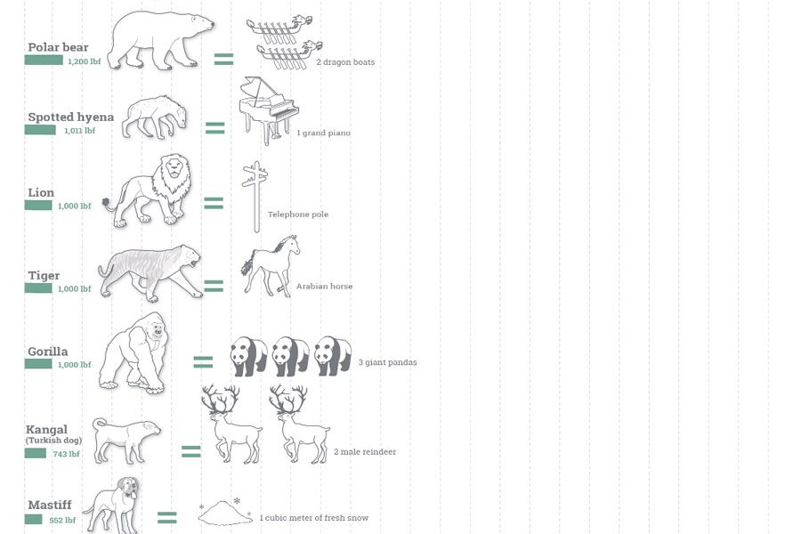 The Bite Force of 20 Different Animals Best Infographics