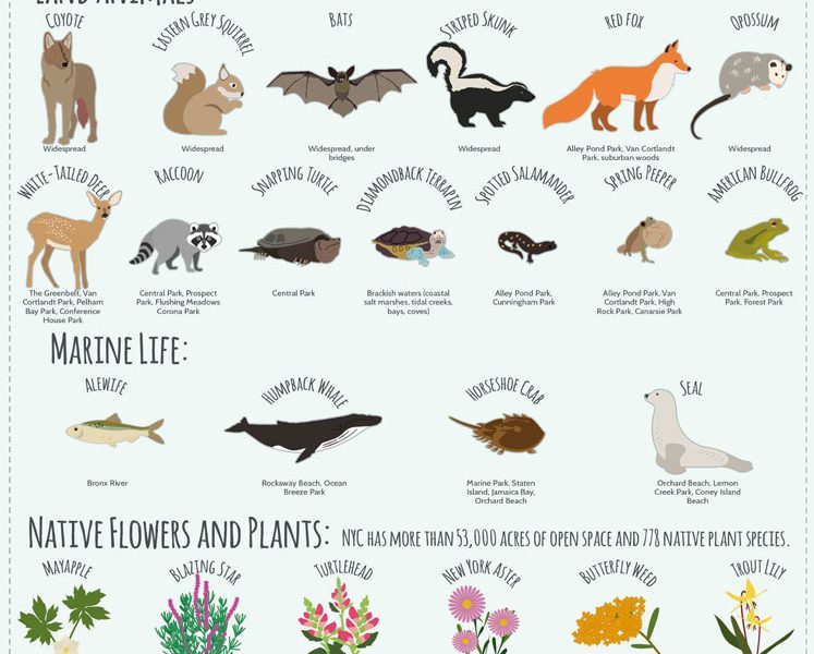 The Plants & Animals of New York City - Best Infographics