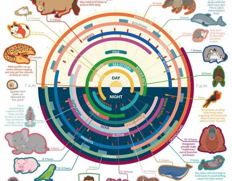 Sleep Habits of the Animal Kingdom - Best Infographics