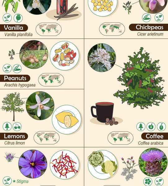 27 Foods & The Plants They Come From Best Infographics