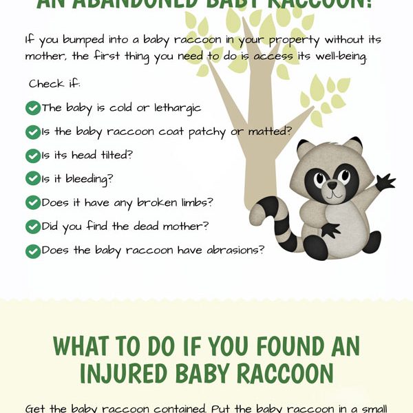 Raccoon Archives Best Infographics