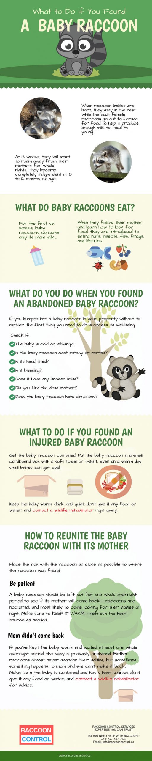 What To Do If You Found a Baby Raccoon? Best Infographics