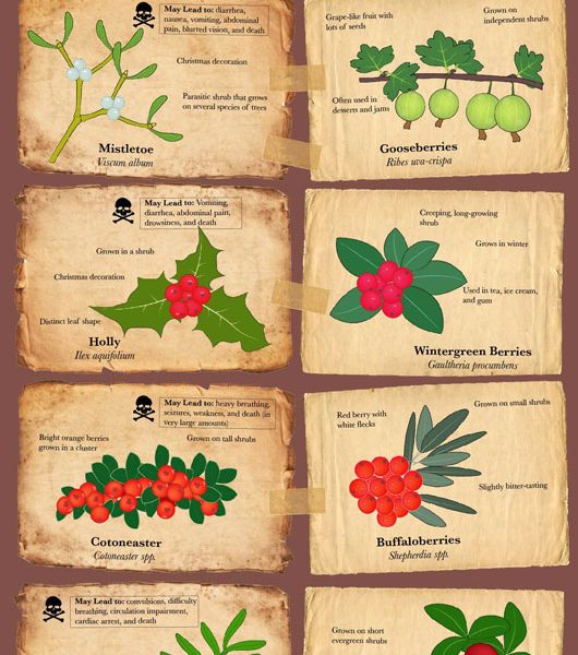 Poisonous vs Edible Berries [Infographic] - Best Infographics