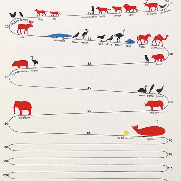 How Long Do Animals Live? [Infographic] - Best Infographics