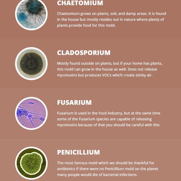 Common Household Molds {Infographic} - Best Infographics