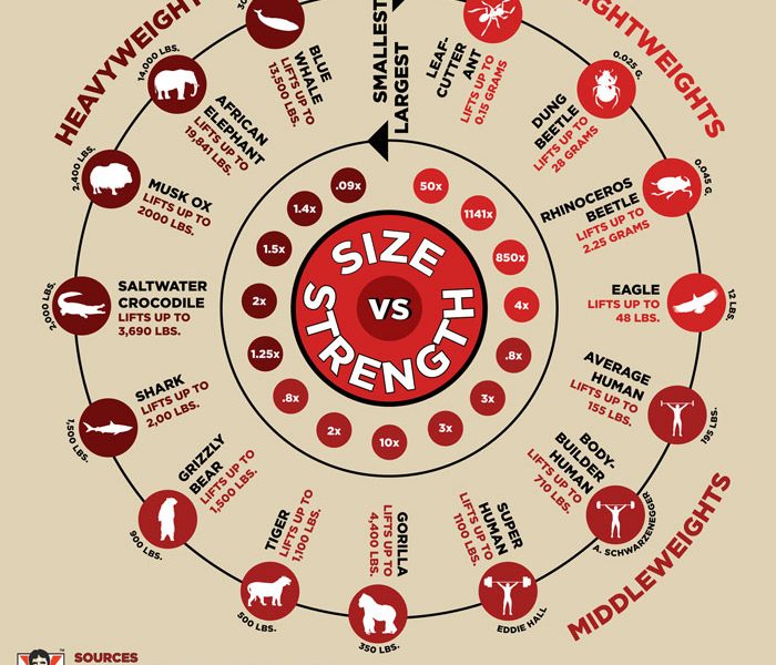 Size Vs. Strength: Animal Kingdom's Strongest Creatures - Best Infographics