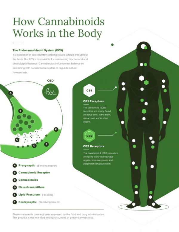 How Cannabinoids Work In The Body [Infographic] - Best Infographics