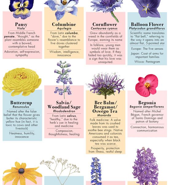 The Etymology of Flowers [Infographic] - Best Infographics