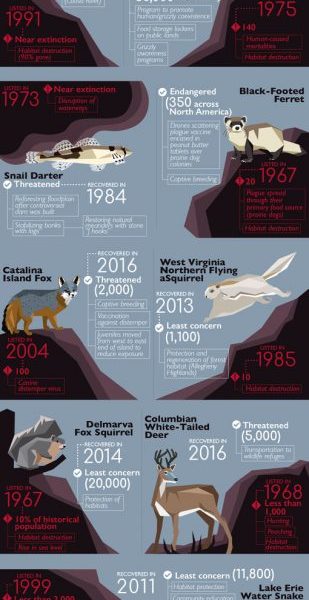 26 Animals Brought Back from the Brink of Extinction [Infographic ...