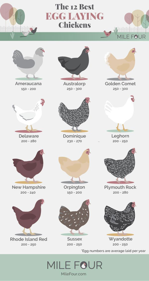 egg production heritage chicken breeds