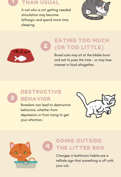 Boredom Signs In Cats [Infographic] - Best Infographics