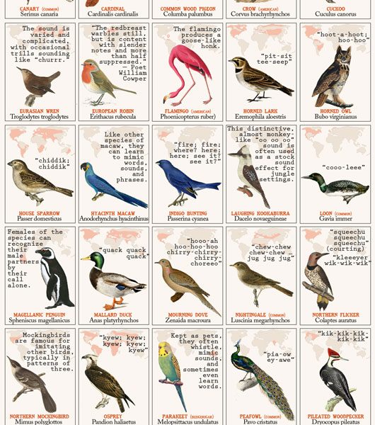 50 Bird Species and the Sounds They Make - Best Infographics