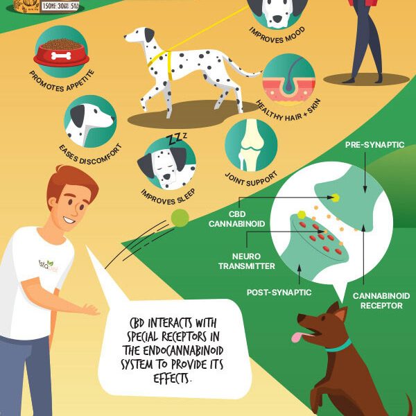 CBD Dog Treats [Infographic] - Best Infographics