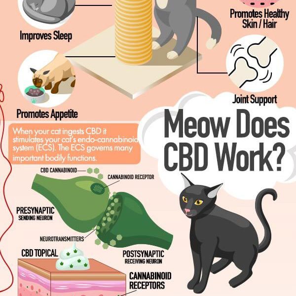 Benefits of CBD Products for Cats [Infographic] Best Infographics