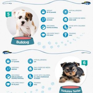 10 Most Popular Dogs {Infographic} - Best Infographics