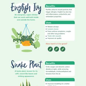 What & Where To Plant Trees & Bushes [Infographic] - Best Infographics