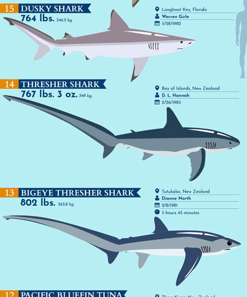 Biggest Record-Breaking Fish Ever Caught [Infographic] - Best Infographics