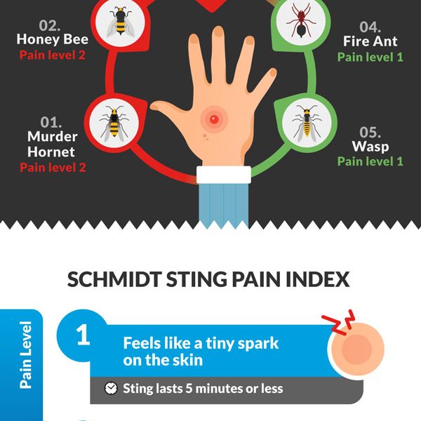 worst-insect-stings-infographic-best-infographics