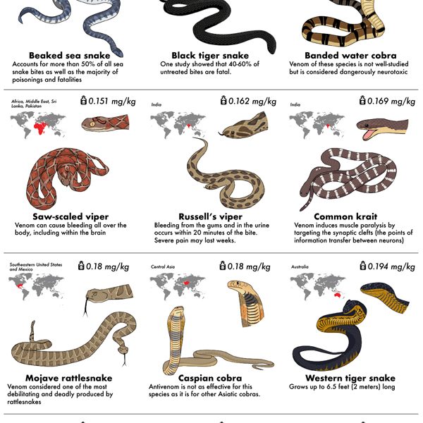 30 Most Venomous Snakes [Infographic] - Best Infographics