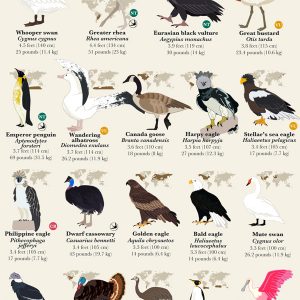 50 Bird Species and the Sounds They Make - Best Infographics