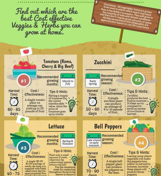 Veggies And Herbs To Grow At Home [infographic] Best Infographics