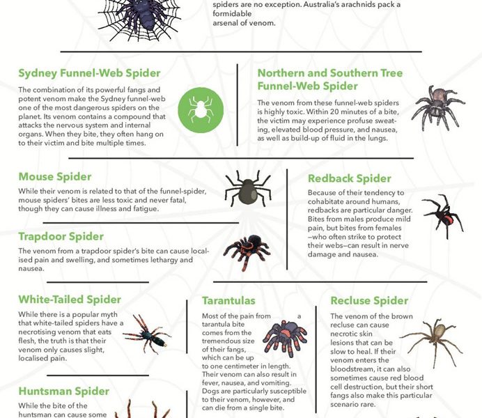 10 Deadliest Spiders in Australia [Infographic] - Best Infographics